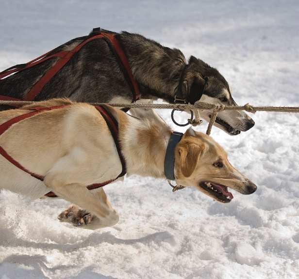2009-03-14, Competition de traineaux a chiens au Bec-scie (144043).jpg - Dans l'attente du départ